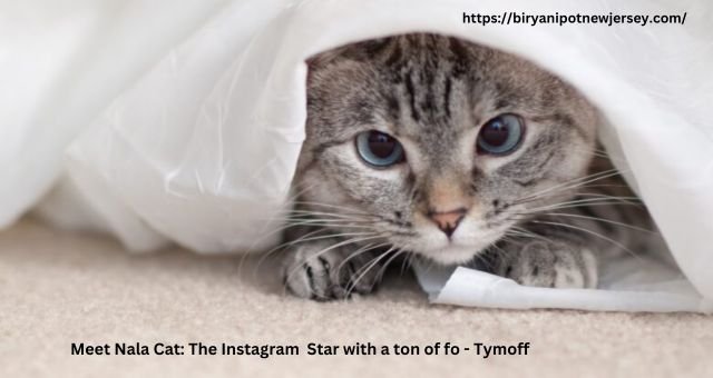 Meet Nala Cat: The Instagram Star with a ton of fo - Tymoff
